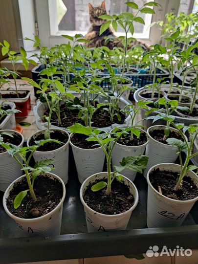 Рассада помидор