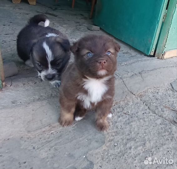 Собака в добрые руки отдам бесплатно