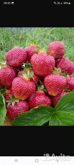 Рассада клубники хоней