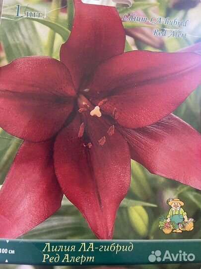 Лилия