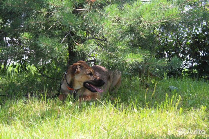 Щенок в добрые руки