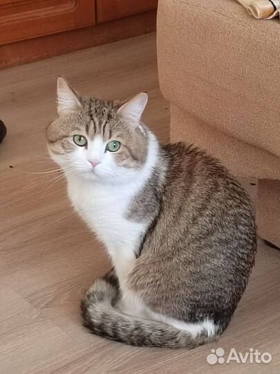 Коты в добрые руки