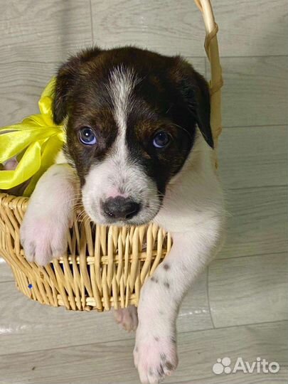 Собаки бесплатно в добрые руки