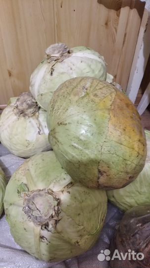 Капуста название Агрессор