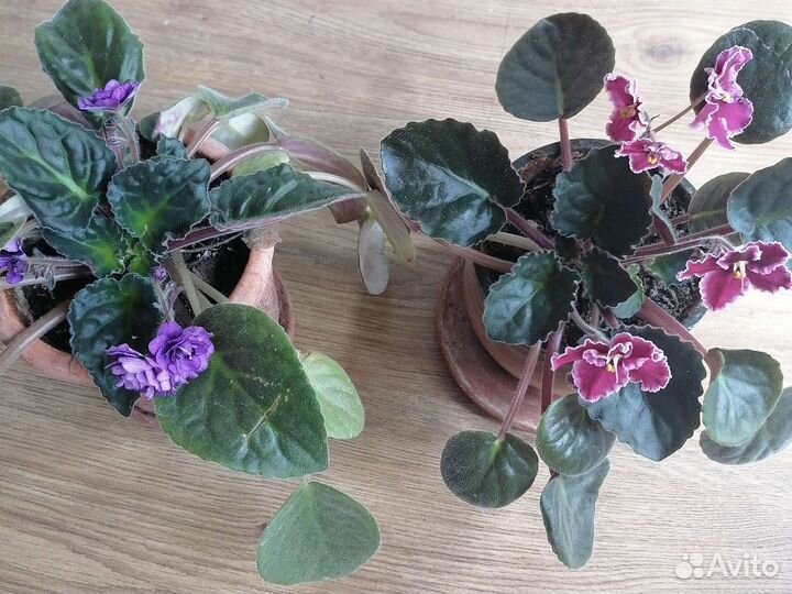 Фиалки цветущие в горшке