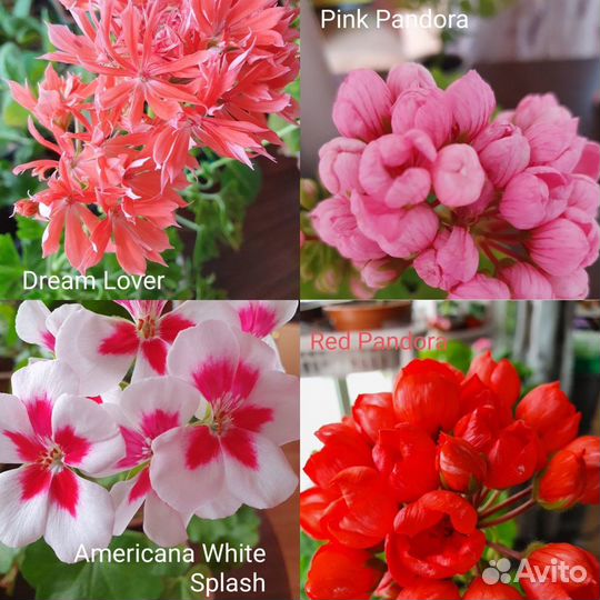 Сортовые Пеларгонии (герани)