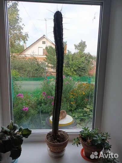 Фиалки 2 шт и кактус