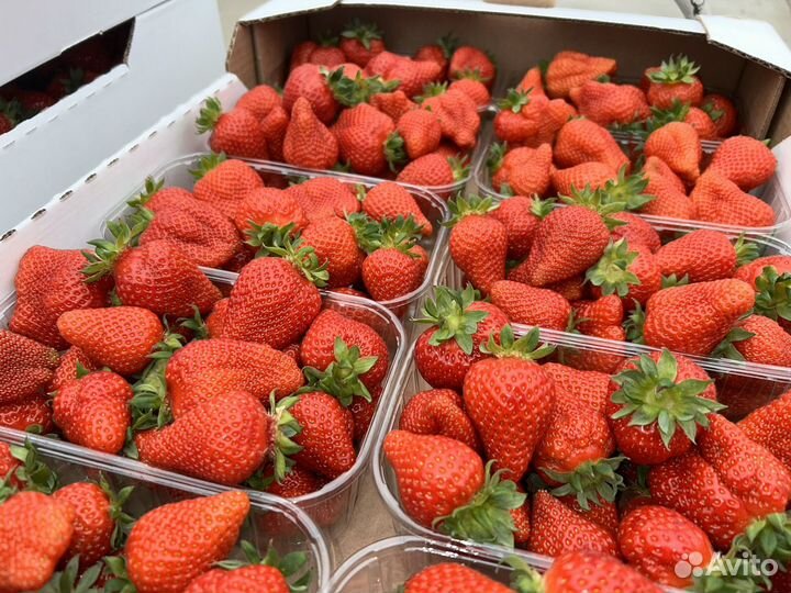 Клубника Свежая Тепличная