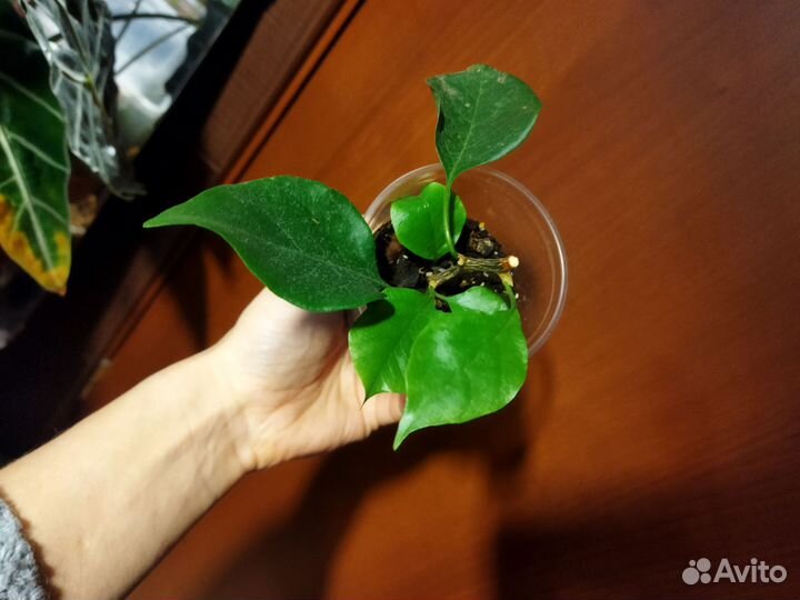 Пальма Вашингтония I Замиокулькас I Бугенвиллия