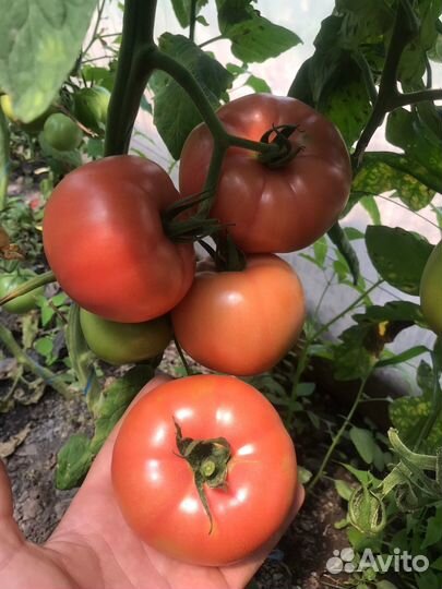 Семена розового томата Минерал