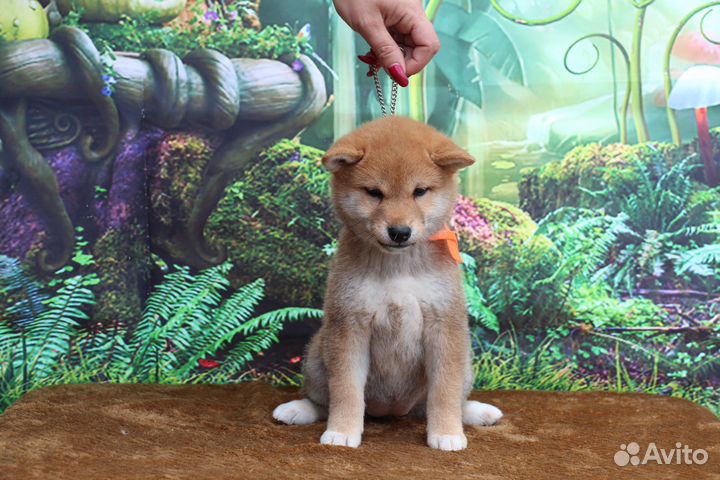 Красивая девочка сиба