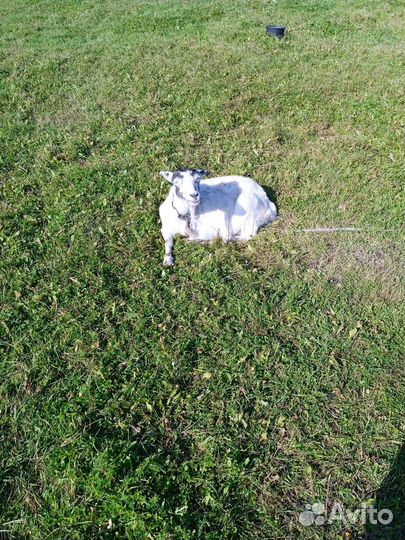 Козы. Козел продан