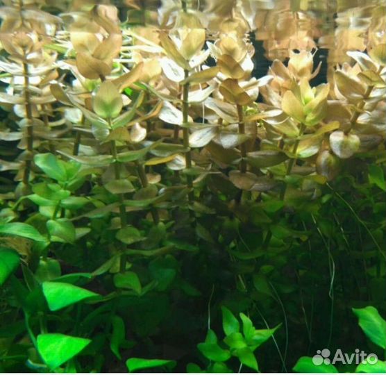 Аквариумные растения. Регулярная прополка