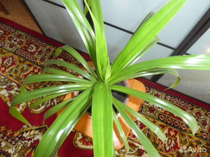 Продам панданус (pandanus)