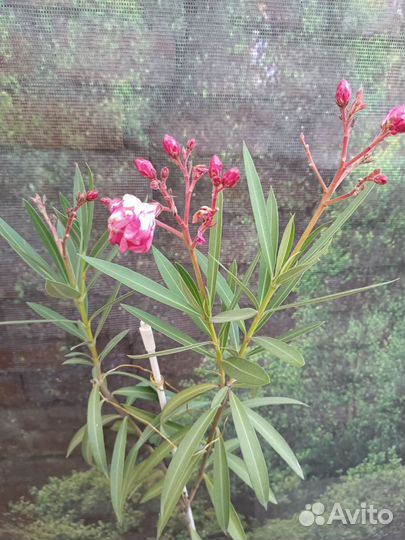 Олеандр розовый