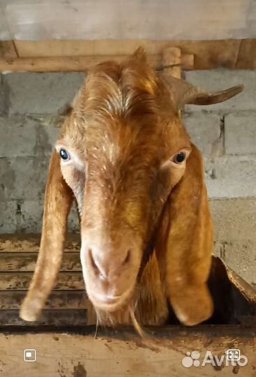 Коза и козел