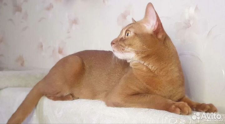 Кот Абиссинский Соррель вязка