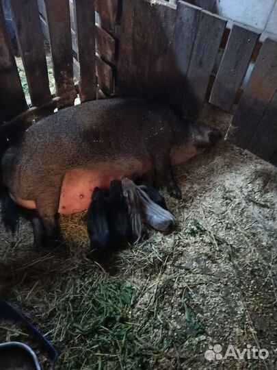 Поросята кармалы