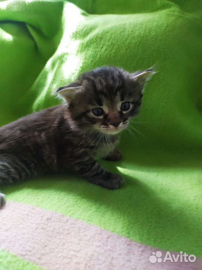 Котятки ищут дом