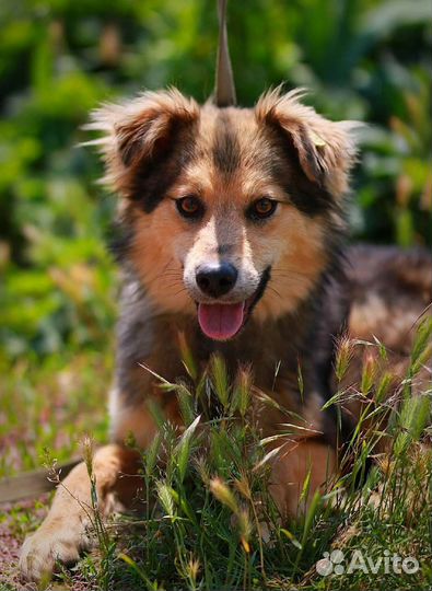 Мечта ищет дом