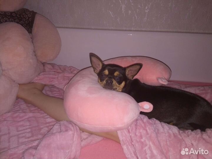 Вязка той-терьер девочка