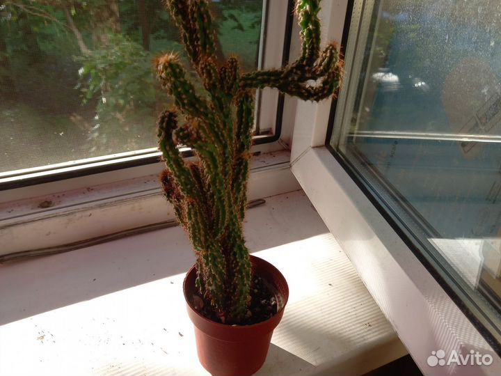 Кактус цереус перуанский