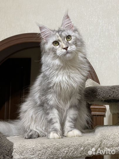 Кошка мейн-кун