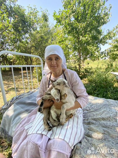 Камерунские козлята