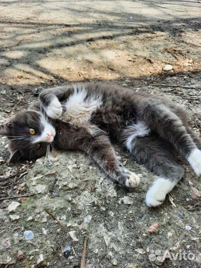 Котик ищет дом