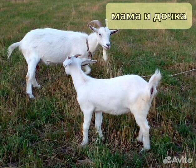 Продается дойная коза