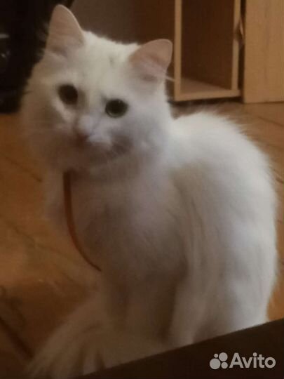 Кошка в добрые руки