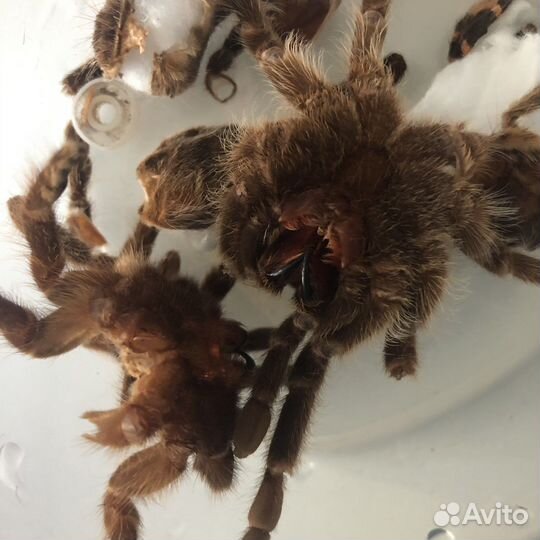 Шкурки (экзоскелеты) пауков