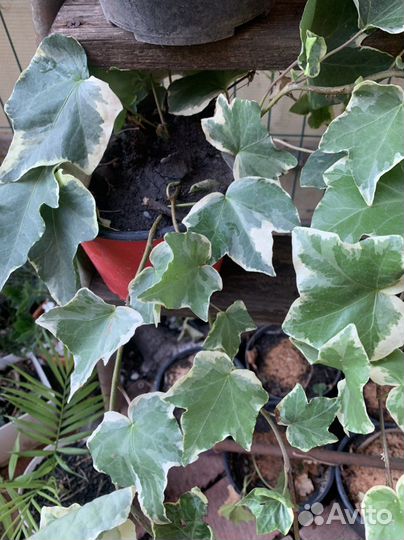 Плющ саженцы