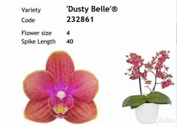 Орхидея Фаленопсис