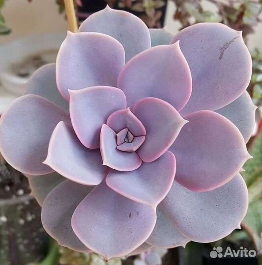 Гастерия,Оростахис иваренго