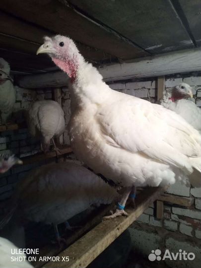 Инкубационные яйца индюшиное