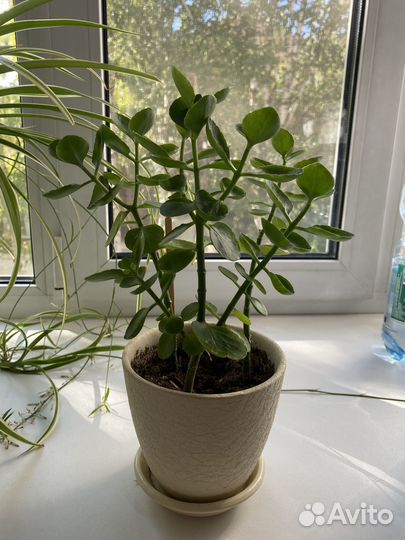 Толстянка каланхое