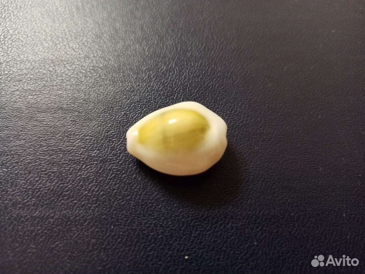 Морская раковина