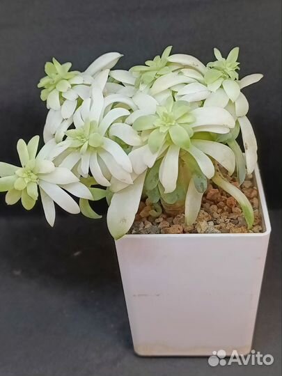 Суккуленты срезы 2