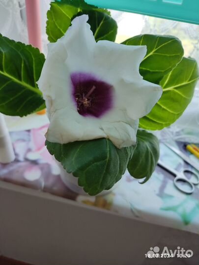 Глоксинии из семян