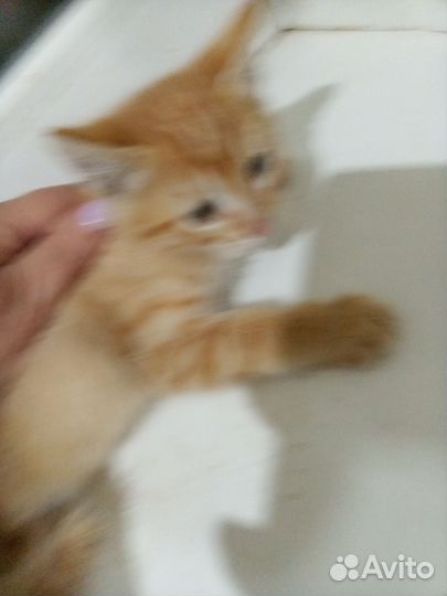 Котята бесплатно