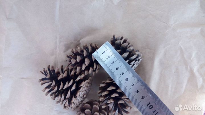 Шишки для декора