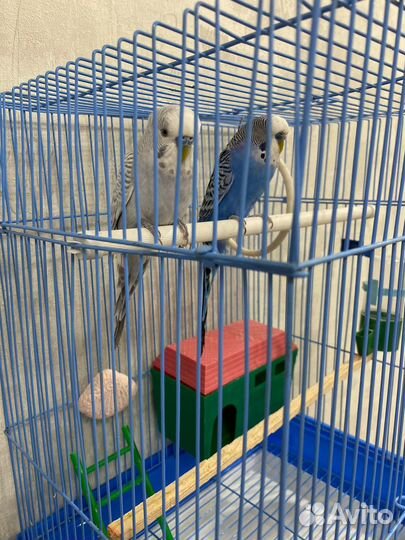 Волнистые попугаи с клеткой