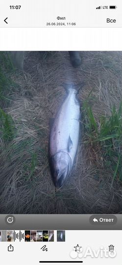 Свежая рыба