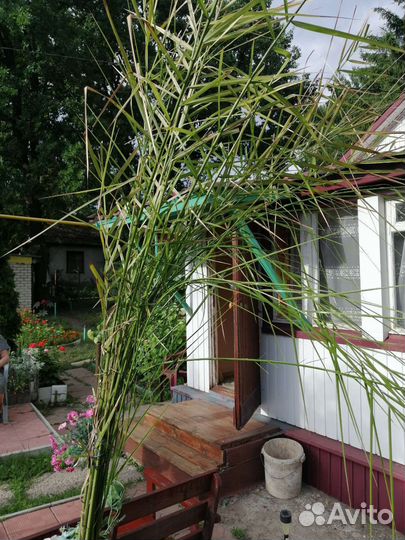 Финиковая пальма