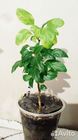 Подарок для мужа растение перец горький комнатный