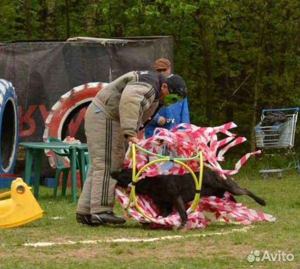 Голландская овчарка