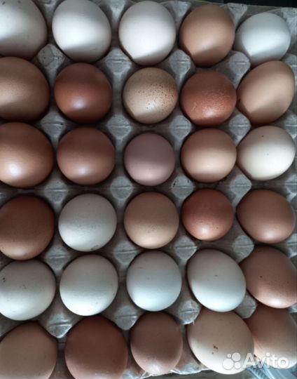 Яйца куриные деревенские