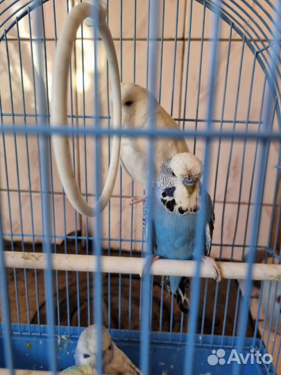 Попугаи Чехи