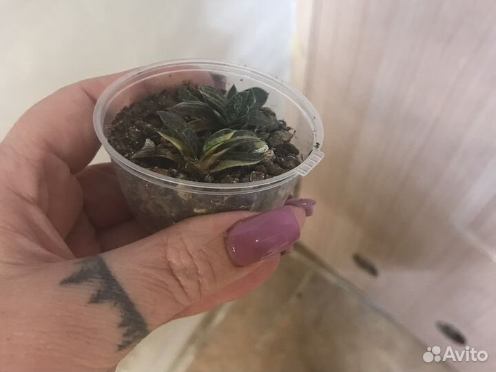 Комнатные цветы